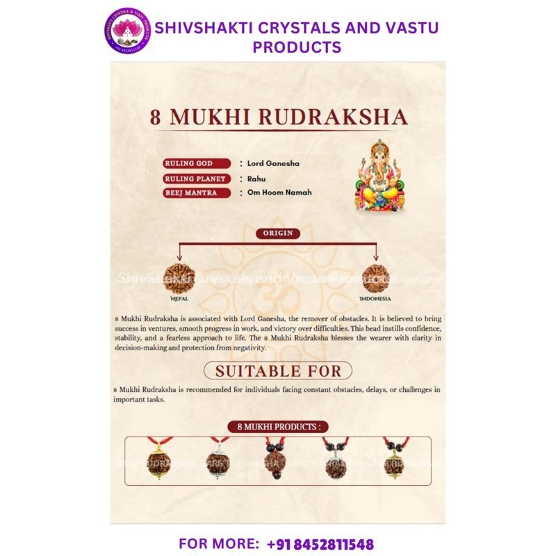 Eight Face Rudraksha